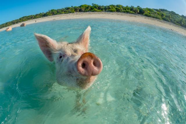 Misteriozna smrt svinja na jednoj od najpoznatijih plaža
